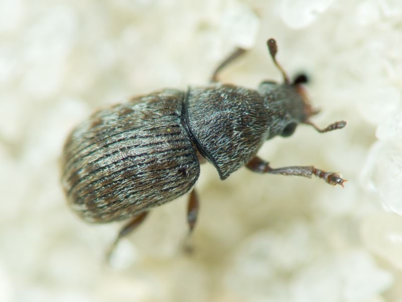 Anthribus nebulosus Förster, 1771
